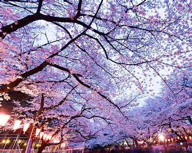 Japan Chery blossom Highlights